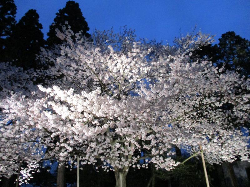観桜の会 夜桜ライトアップ